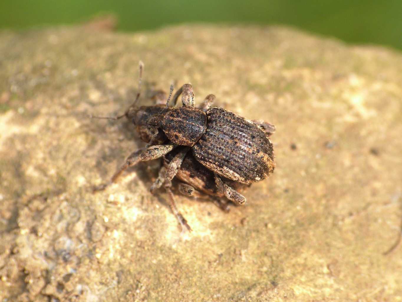 Hypera? No,  Brachypera zoilus in accoppiamento